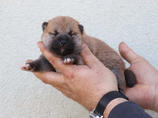 Shiba Inu Welpe kaufen