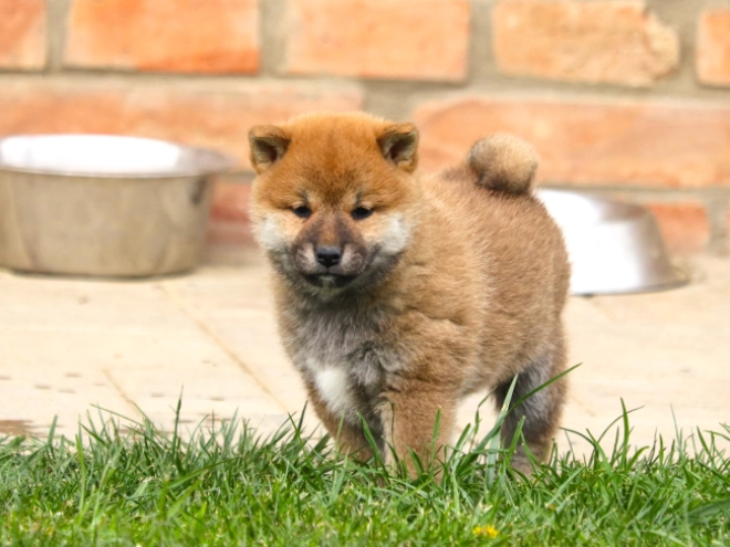 Shiba Inu Welpe kaufen