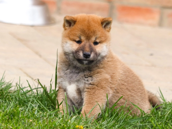 Shiba Inu Welpe kaufen