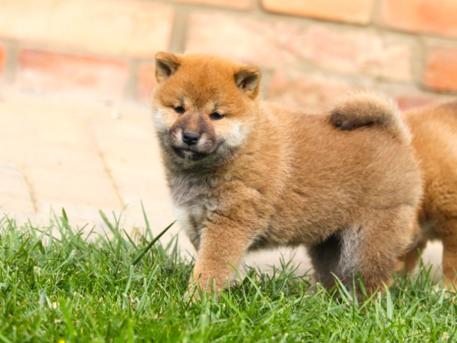 Shiba Inu Welpe kaufen