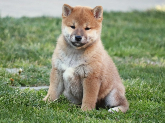 Shiba Inu Welpe kaufen