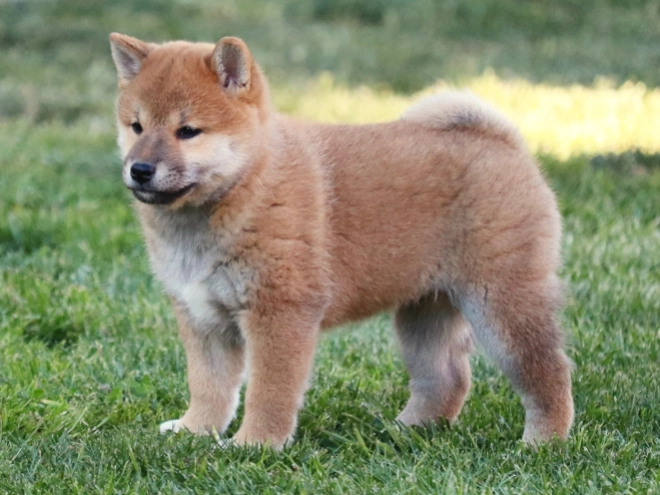 Shiba Inu Welpe kaufen