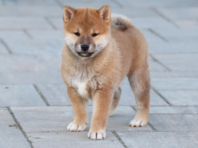 Shiba Inu Welpe kaufen