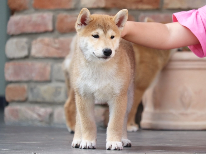 Perros Shiba Inu en venta