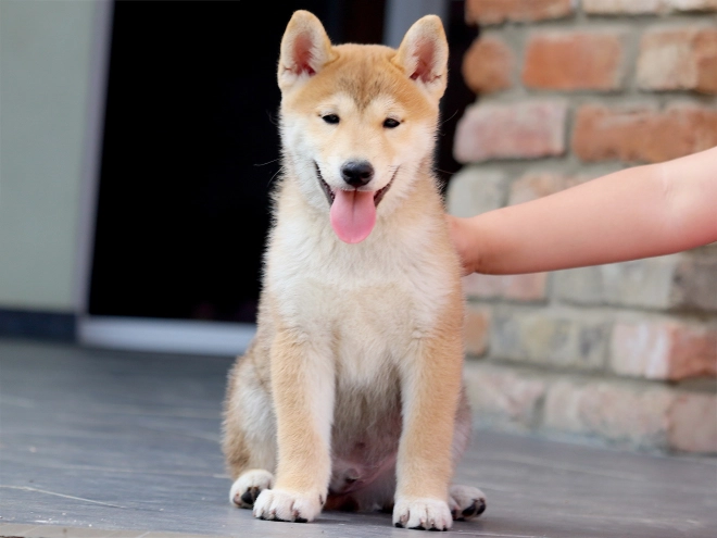 Perros Shiba Inu en venta