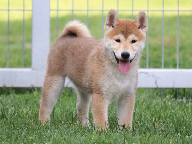 Perros Shiba Inu en venta