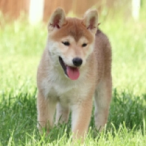 Osaka, red Shiba Inu en venta