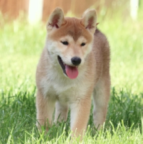 Perros Shiba Inu en venta