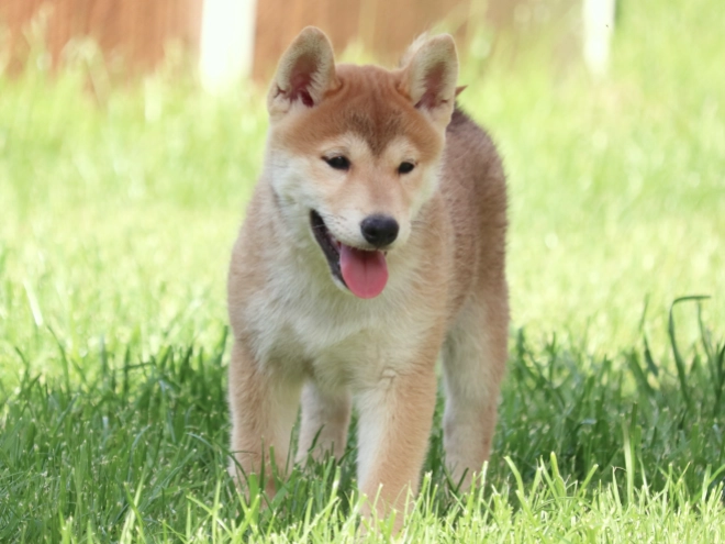 Perros Shiba Inu en venta