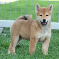 Toyama, red Shiba Inu for sale