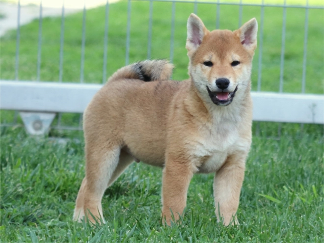 Shiba Inu puppy for sale