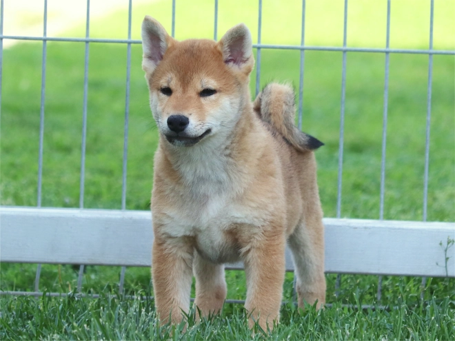 Shiba Inu puppy for sale