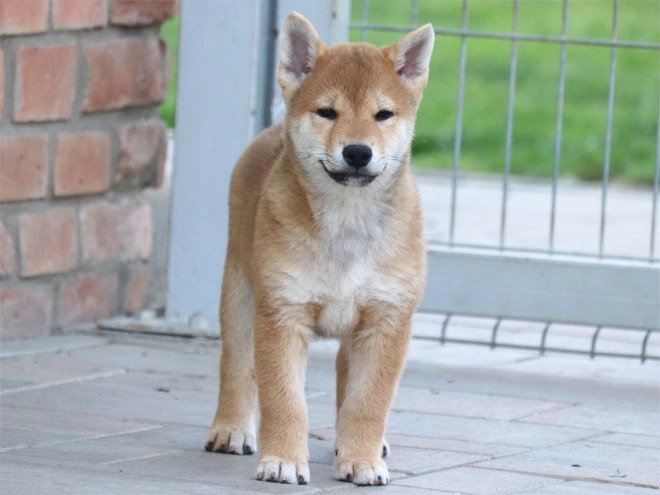 Shiba Inu puppy for sale