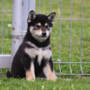 Shiba Inu puppy for sale