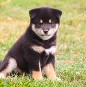Shiba Inu puppy for sale