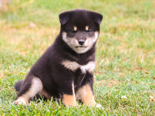 Shiba Inu puppy for sale