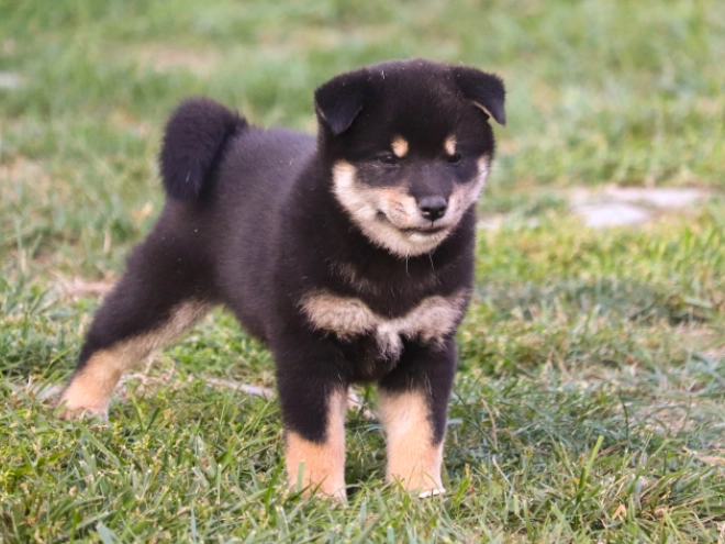 Shiba Inu puppy for sale
