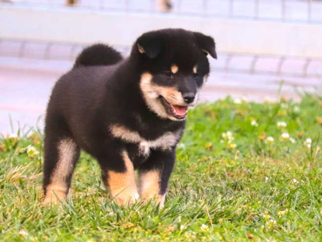 Shiba Inu puppy for sale