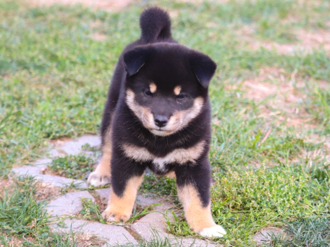 Shiba Inu puppy for sale