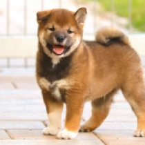 Chris, sesame Shiba Inu for sale