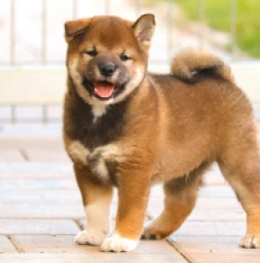 Shiba Inu puppy for sale