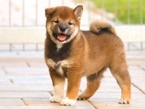 Shiba Inu puppy for sale