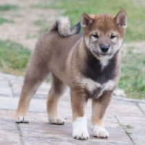 Chris, sesame Shiba Inu for sale