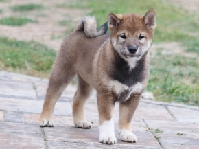 Shiba Inu puppy for sale