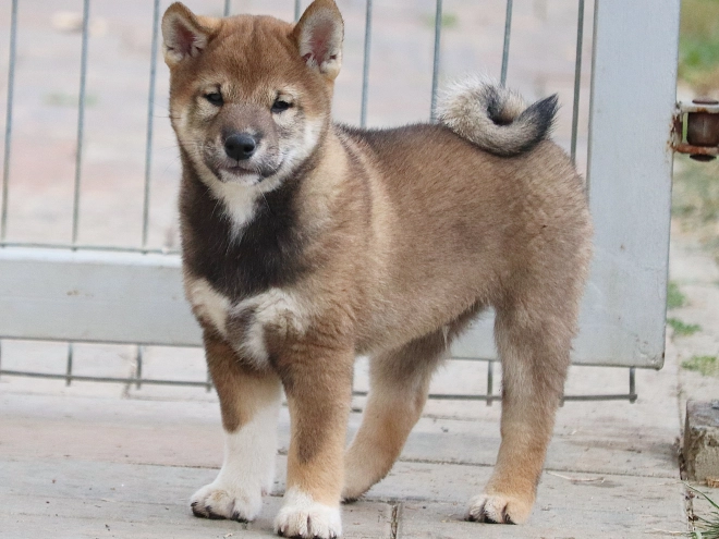 Shiba Inu puppy for sale