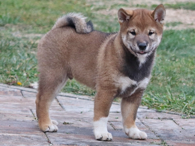 Shiba Inu puppy for sale