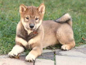 Shiba Inu puppy for sale