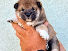 Shiba Inu puppy for sale