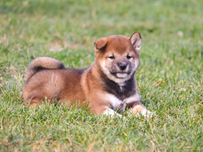 Shiba Inu puppy for sale