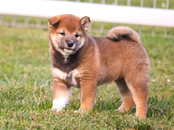 Shiba Inu puppy for sale