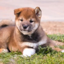 Chris, sesame Shiba Inu for sale