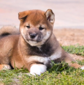 Shiba Inu puppy for sale