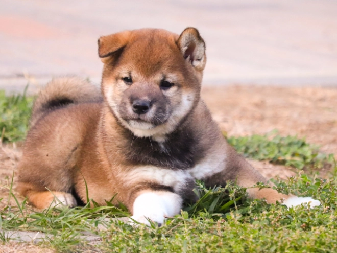 Shiba Inu puppy for sale