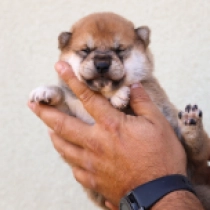 Mie, red Shiba Inu Welpen kaufen