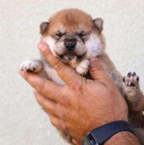 Shiba Inu Welpe kaufen