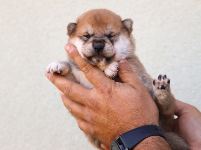 Shiba Inu Welpe kaufen