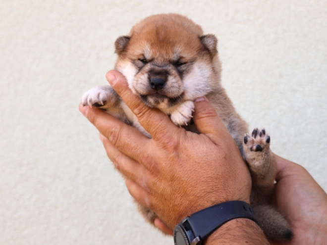 Shiba Inu Welpe kaufen