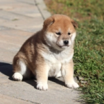Mie, red Shiba Inu for sale