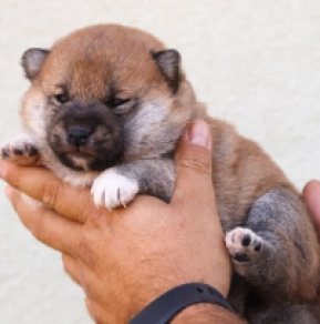 Shiba Inu Welpe kaufen
