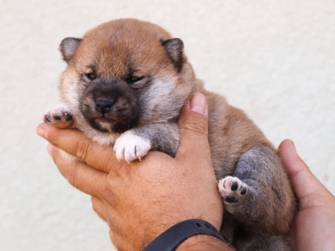 Shiba Inu Welpe kaufen