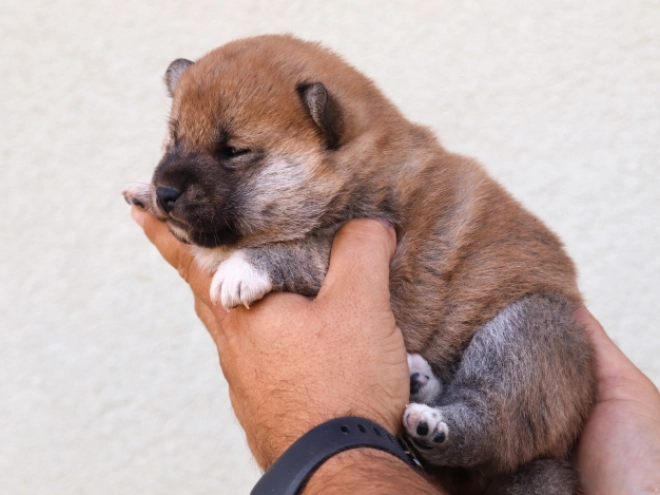 Shiba Inu Welpe kaufen