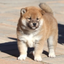 Shorty, red Shiba Inu for sale