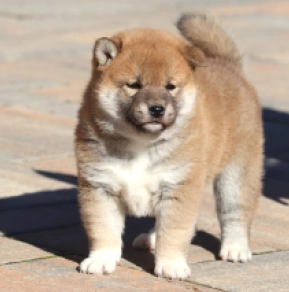 Shiba Inu Welpe kaufen