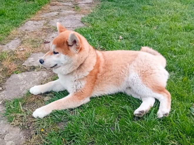 Perros Shiba Inu en venta