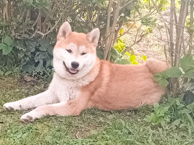 Perros Shiba Inu en venta