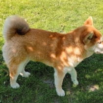 Aiko, red Shiba Inu en venta
